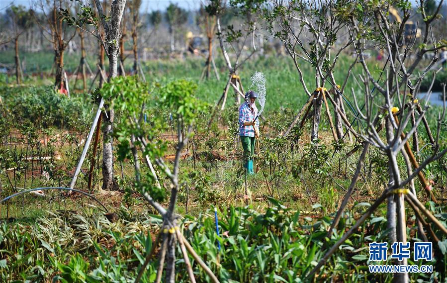 （環(huán)境）（5）?？诮瓥|新區(qū)生態(tài)修復(fù)